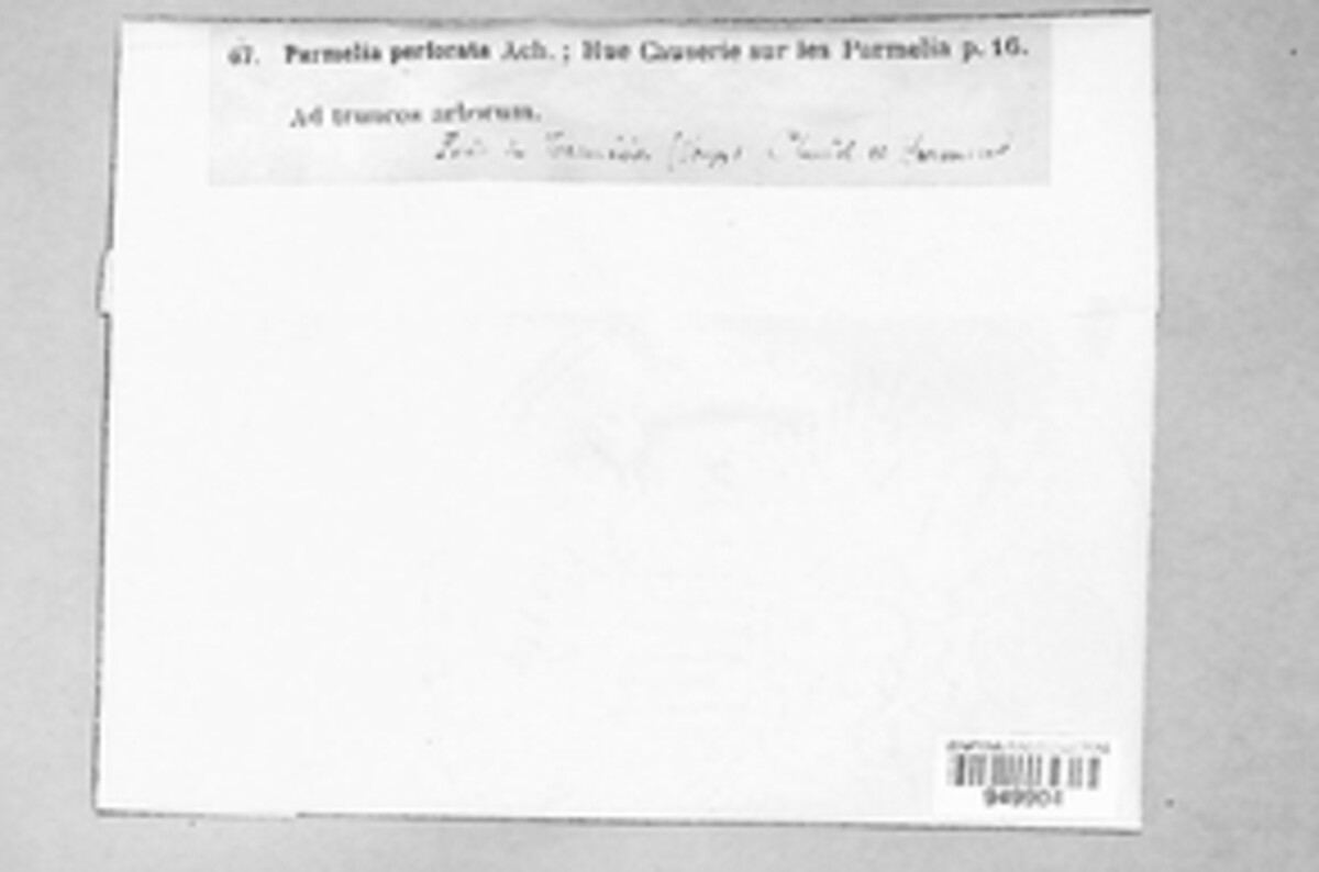 Parmotrema perforatum image